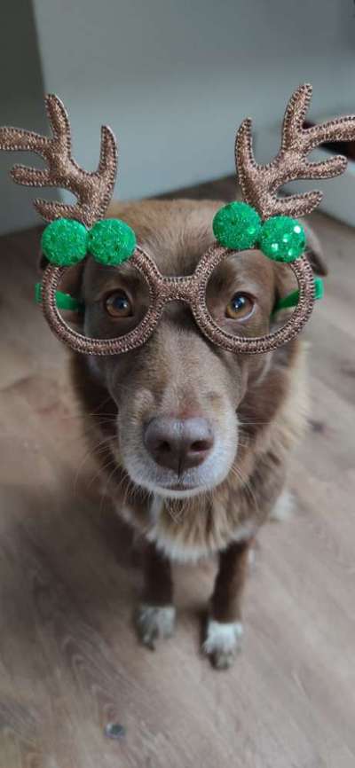 Fotochallenge 111: Endlich! Morgen kommt der Nikolaus..-Beitrag-Bild