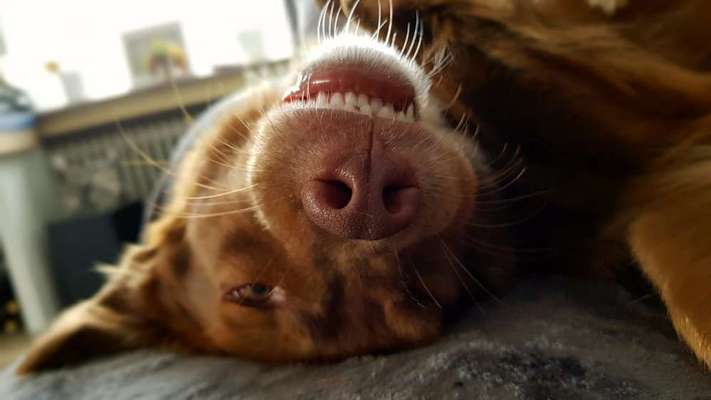 Dogorama Photo Challenge - Einmal lächeln bitte-Beitrag-Bild