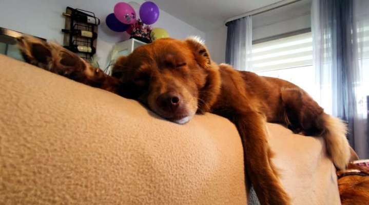 Foto Challenge 112 
ungewöhnliche Schlafplätze-Beitrag-Bild