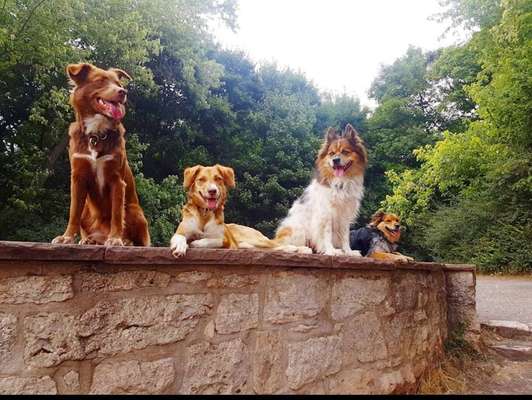 Dogorama Photo Challenge - Steine/Felsen-Beitrag-Bild