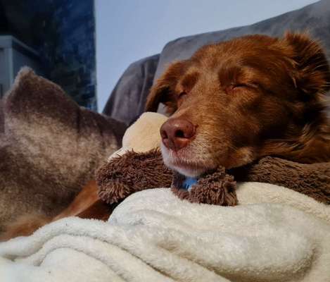 Der Lieblingsplüschi eures Vierbeiners-Beitrag-Bild