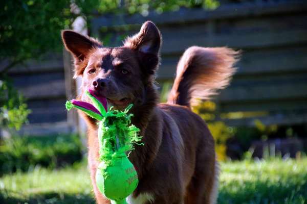 Dogorama Photo Challenge - Lieblingsspielzeug!-Beitrag-Bild