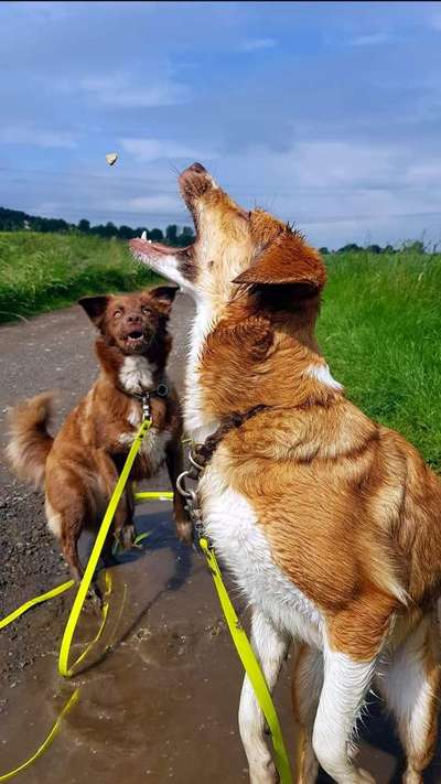 Dogorama Photo Challenge - Pfützen & Spiegelungen-Beitrag-Bild