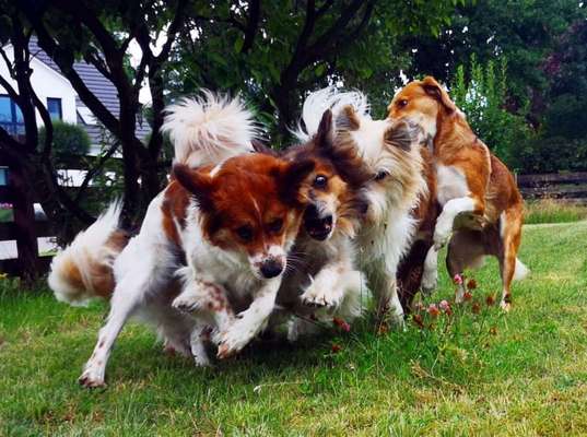 FOTO CHALLENGE 77 - Dein Hund im Spiel-Beitrag-Bild