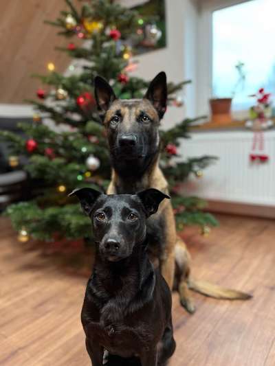 Deutsche Schäferhunde, Belgische Schäferhunde.-Beitrag-Bild