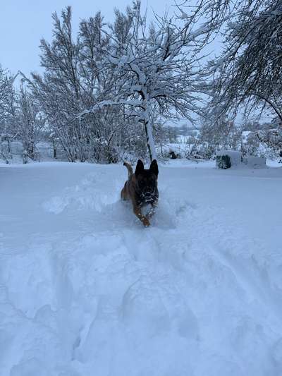 Deutsche Schäferhunde, Belgische Schäferhunde.-Beitrag-Bild