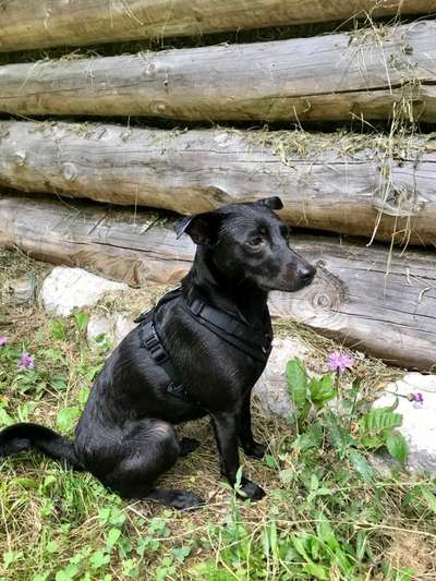 Mischlinge raten - Rätselspaß-Beitrag-Bild