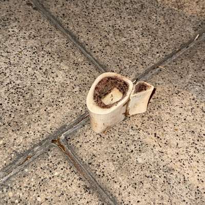 Giftköder-Eventuell Giftköder-Bild