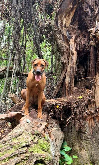 Rhodesian Ridgeback-Beitrag-Bild