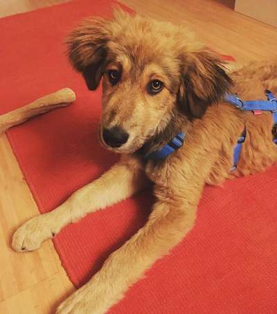 Welpen Bilder !-Beitrag-Bild