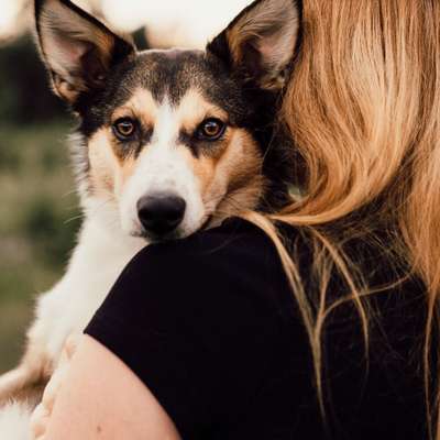 Hundetreffen-Spazieren gehen/Toben-Bild