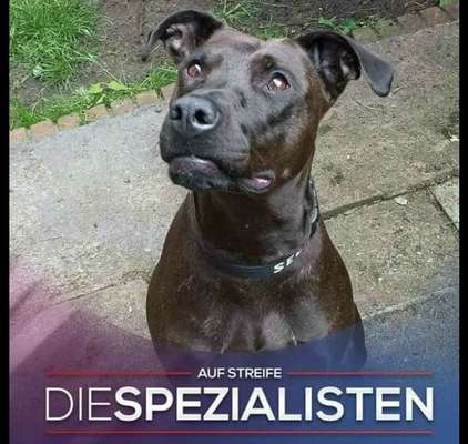 Mischlinge raten - Rätselspaß-Beitrag-Bild