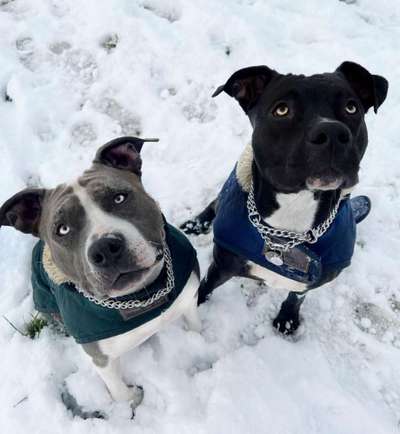 Hundetreffen-Zwei Weiber suchen jemand zum Spielen-Bild