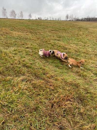 FOTO CHALLENGE 77 - Dein Hund im Spiel-Beitrag-Bild