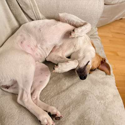 Dansky (Dansk-Svensk Gårdshund)-Beitrag-Bild