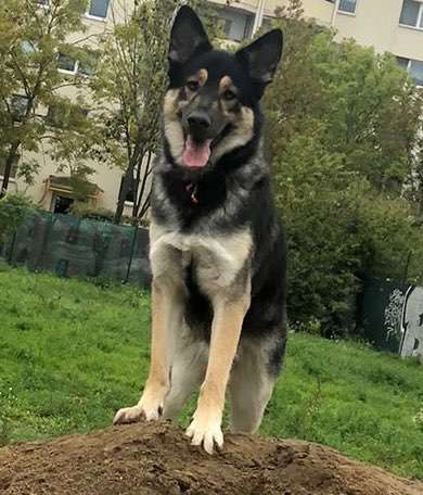 Mischlinge - wo habt Ihr Eure gefunden?-Beitrag-Bild