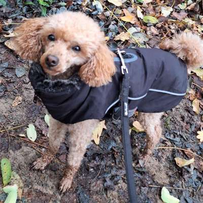 Hundetreffen-Spaziergang mit Hund-Bild
