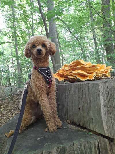 Foto -Challenge  Thema : Dein Hund Im Wald-Beitrag-Bild