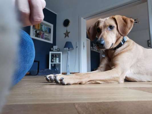 Welche Hunderasse-Beitrag-Bild