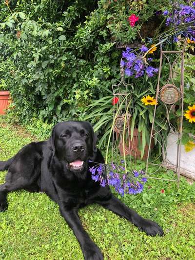 Fotochallange 63: "Dein blühendes Hündchen"-Beitrag-Bild