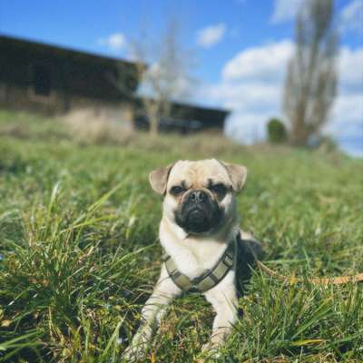 Hundetreffen-Trainingsspaziergang 🐾-Bild