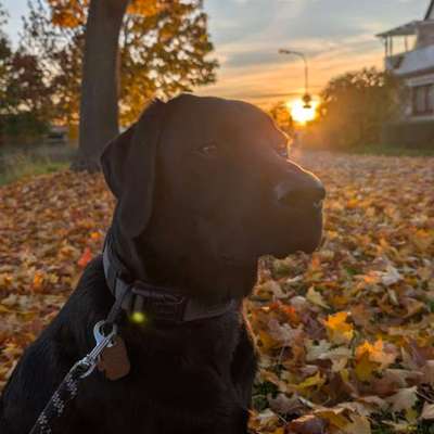 Hundetreffen-Spiel- und Übungsgefährte(n) gesucht. 🧡-Bild
