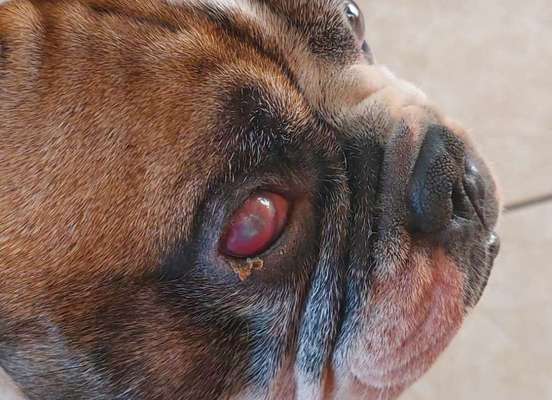 Augenentzündung Französische Bulldogge-Beitrag-Bild