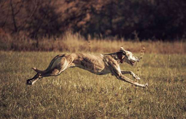Windhunde - Treffen der besonderen Schönheiten
HERZLICH WILLKOMMEN-Beitrag-Bild