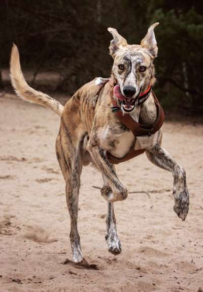 Windhunde - Treffen der besonderen Schönheiten
HERZLICH WILLKOMMEN-Beitrag-Bild