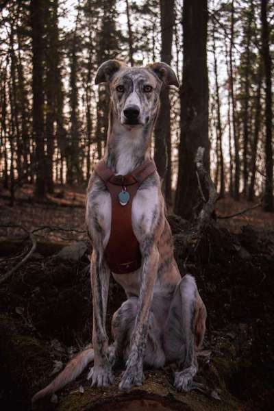 Windhunde - Treffen der besonderen Schönheiten
HERZLICH WILLKOMMEN-Beitrag-Bild