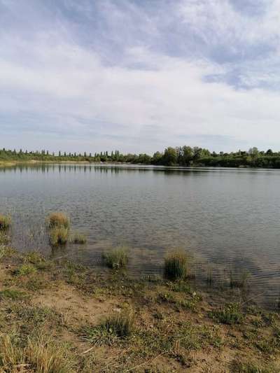 Hundeauslaufgebiet-Zwochauer See-Bild