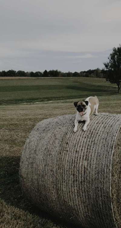 Mops mix-Beitrag-Bild