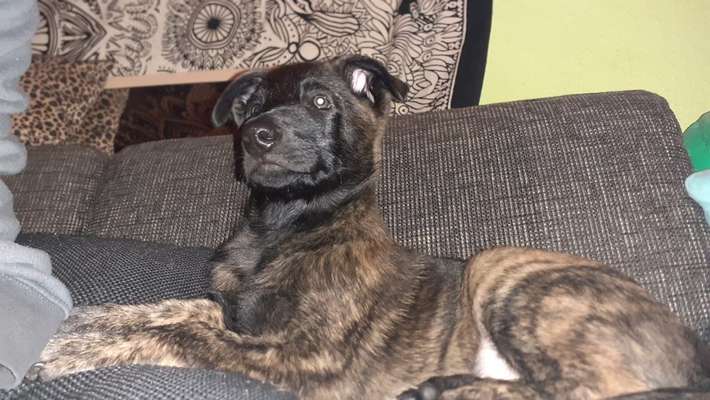 Schäferhund-Fans?-Beitrag-Bild