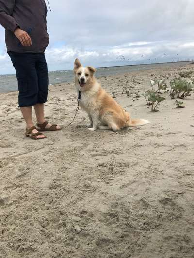 Mischlinge raten - Rätselspaß-Beitrag-Bild