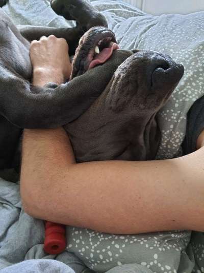 Deutsche Doggen Besitzer zeigt euch-Beitrag-Bild