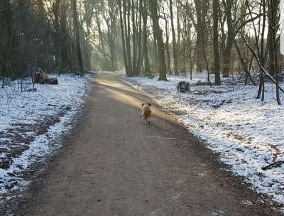 Hundeauslaufgebiet-Niendorfer Gehege-Bild