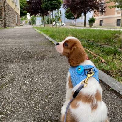 Hundetreffen-Spiel und Spaziergang an der Donau-Bild