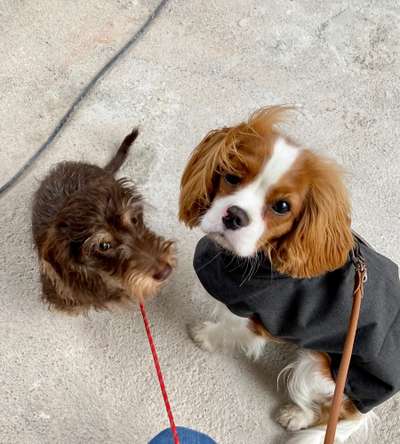 Cavaliere-Beitrag-Bild