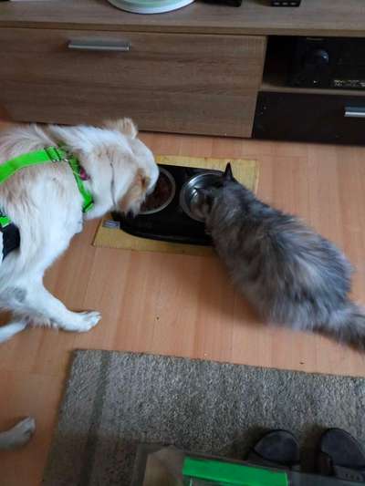 Katze und Hund-Beitrag-Bild