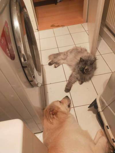 Wie verliert eine Katze die Angst vor einem Bolonka Welpen (10 Wochen) alt?-Beitrag-Bild