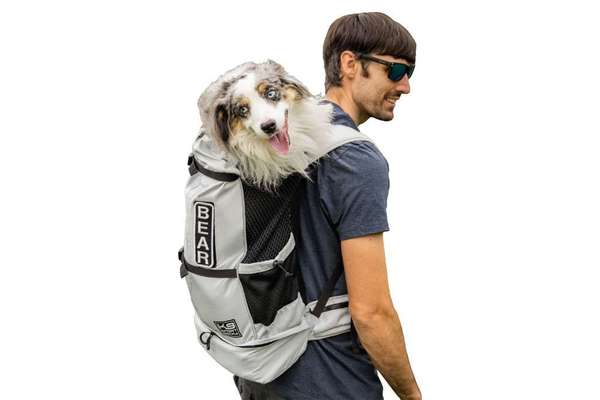 Hund aus Zwerg-/Toypudel-Zucht - Guter Plan?-Beitrag-Bild