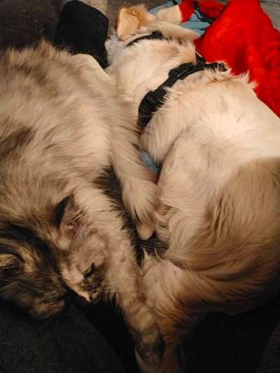 Hunde und Katzen harmonisch miteinander-Beitrag-Bild