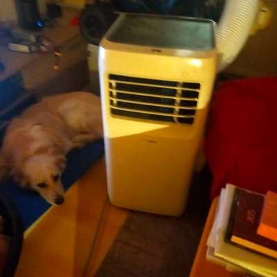Hund in aufgewärmter Wohnung alleine?-Beitrag-Bild