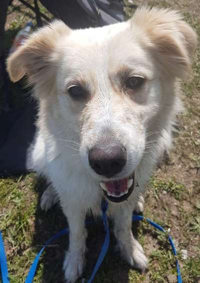 Hilfe ! Mein Hund riecht (unangenehm) nach Hund !-Beitrag-Bild