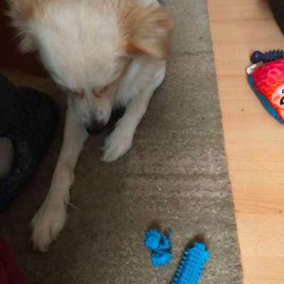 Was hat euch heute mit eurem Hund gefreut?-Beitrag-Bild