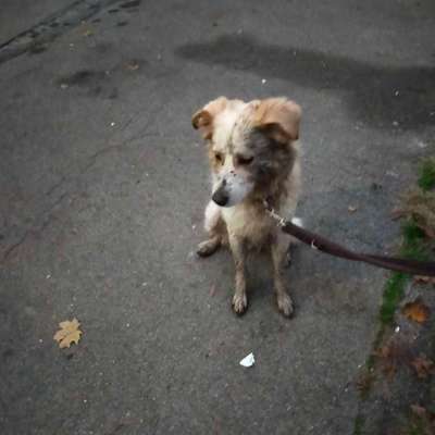 „Wenn ihr euch einen Hund holt, werdet ihr…“-Beitrag-Bild