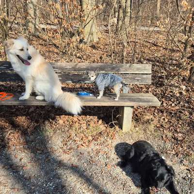 Brauchen wir getrennte Auslaufflächen für kleine Hunde? 🐶-Beitrag-Bild