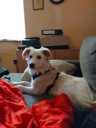 Schlappohren Suche <3-Beitrag-Bild