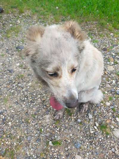 Hilfe ! Mein Hund riecht (unangenehm) nach Hund !-Beitrag-Bild