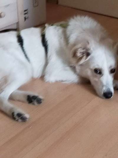 Balljunkie - Apportieren-Beitrag-Bild